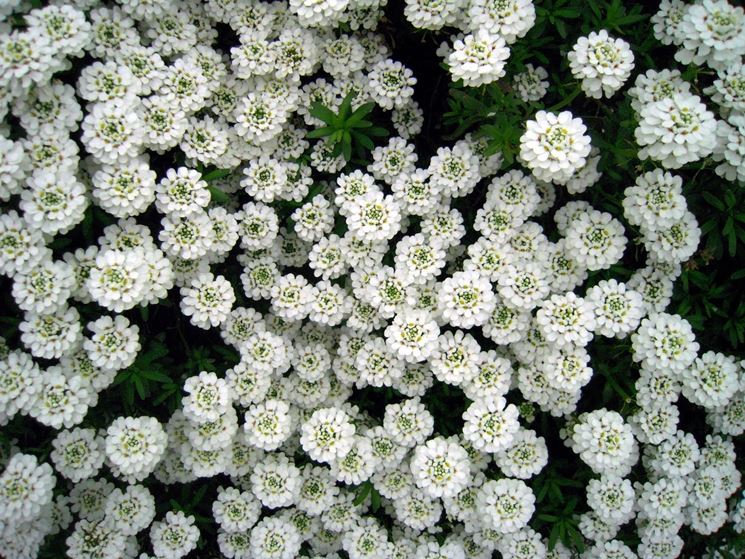 IBERIS SEMPERVIRENS VASO 14CM