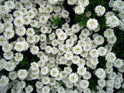 IBERIS SEMPERVIRENS VASO 12CM