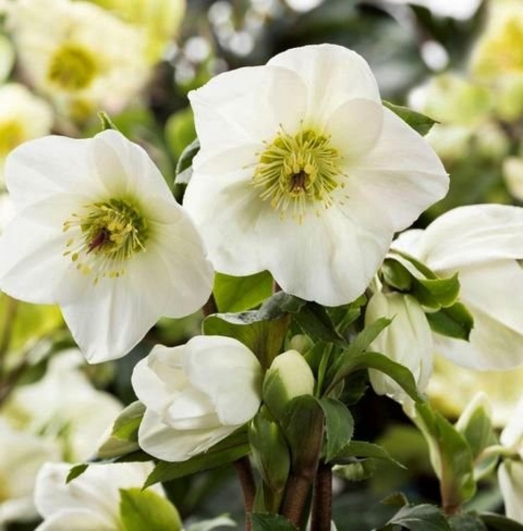 HELLEBORUS ICE N’ ROSES WHITE ROSA DI NATALE VASO 24CM