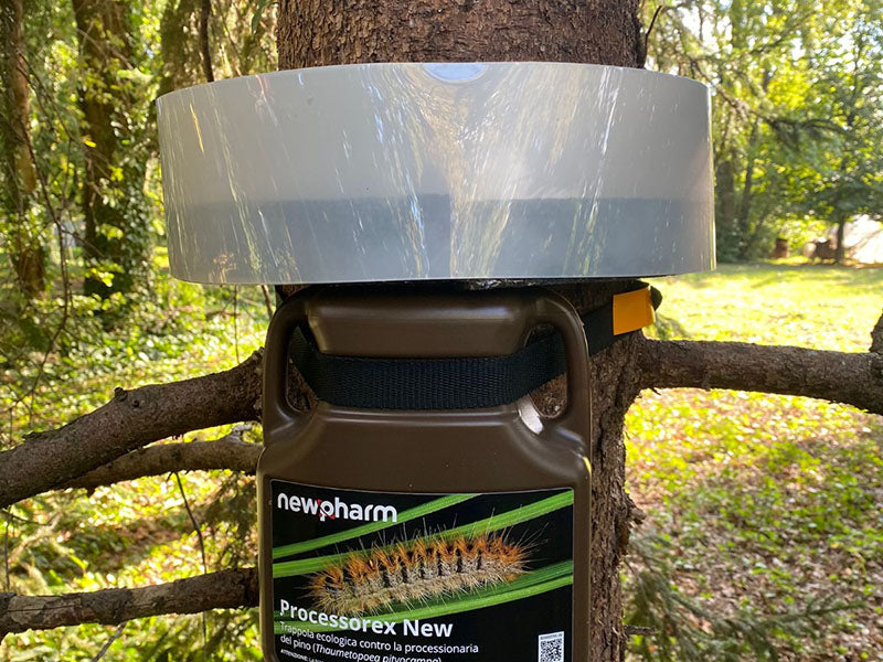 TRAPPOLA PER LA CATTURA DELLA PREOCESSIONARIA PROCESSOREX 1PZ