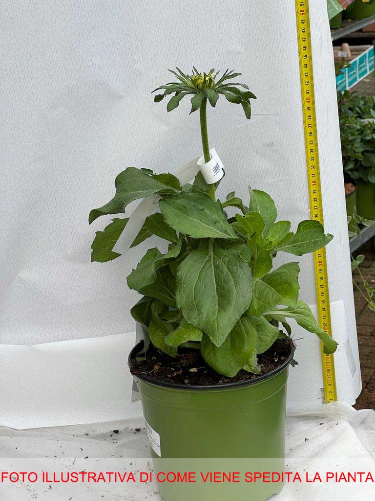 RUDBECKIA HIRTA RUDY MINI YELLOW IN VASO 18CM