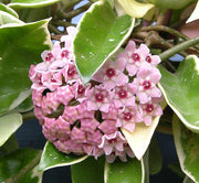 HOYA KRIMSON QUEEN FIORE DI CERA VASO 12CM