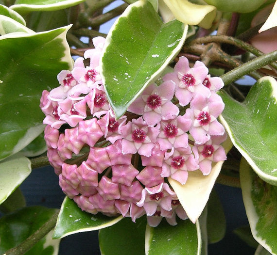 HOYA KRIMSON QUEEN FIORE DI CERA VASO 12CM