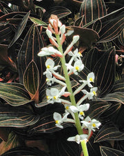 LUDISIA DISCOLOR ORCHIDEA GIOIELLO VASO 12CM