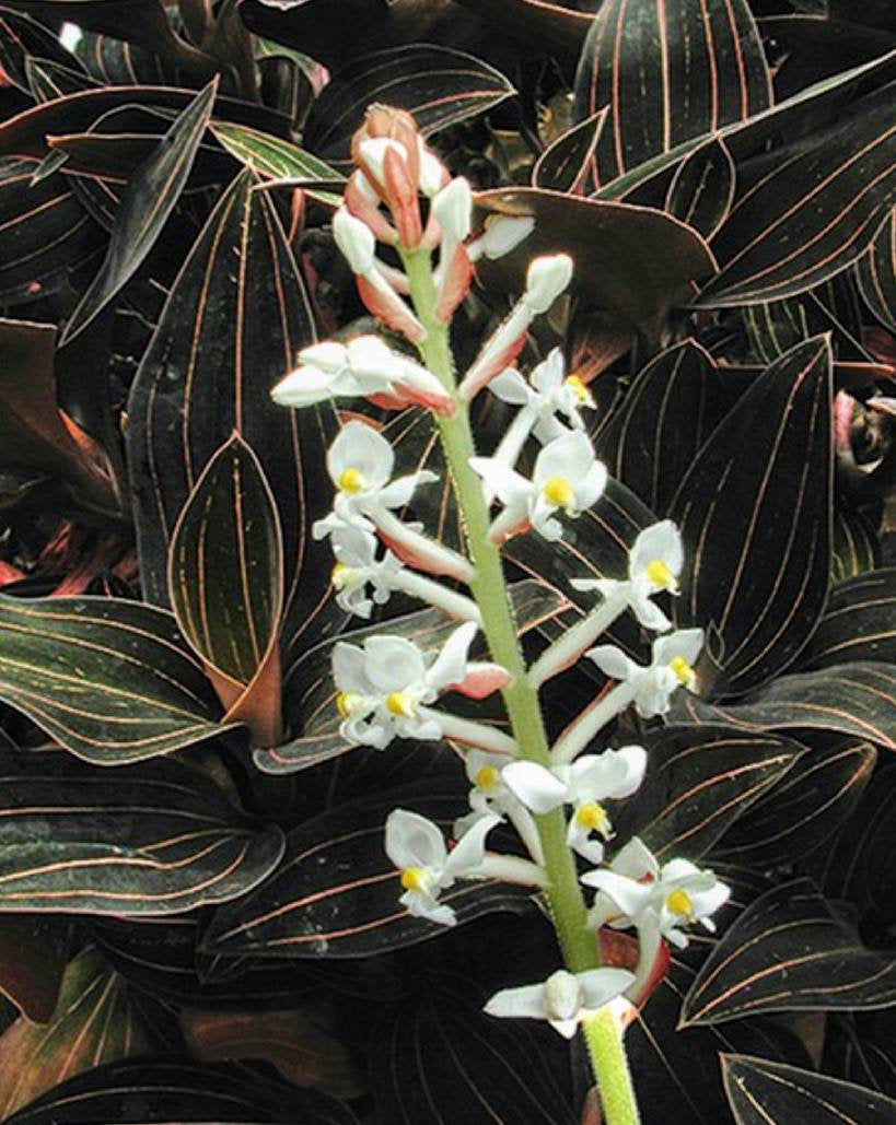 LUDISIA DISCOLOR ORCHIDEA GIOIELLO VASO 12CM
