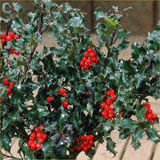 ILEX AGRIFOGLIO BLUE ANGEL VASO 9CM