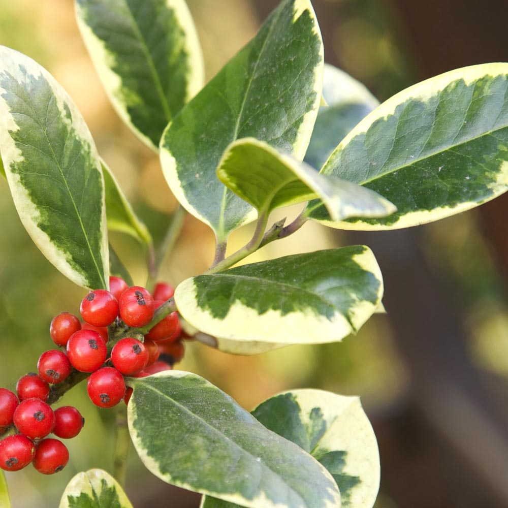 ILEX AGRIFOGLIO GOLDEN KING VASO 32CM