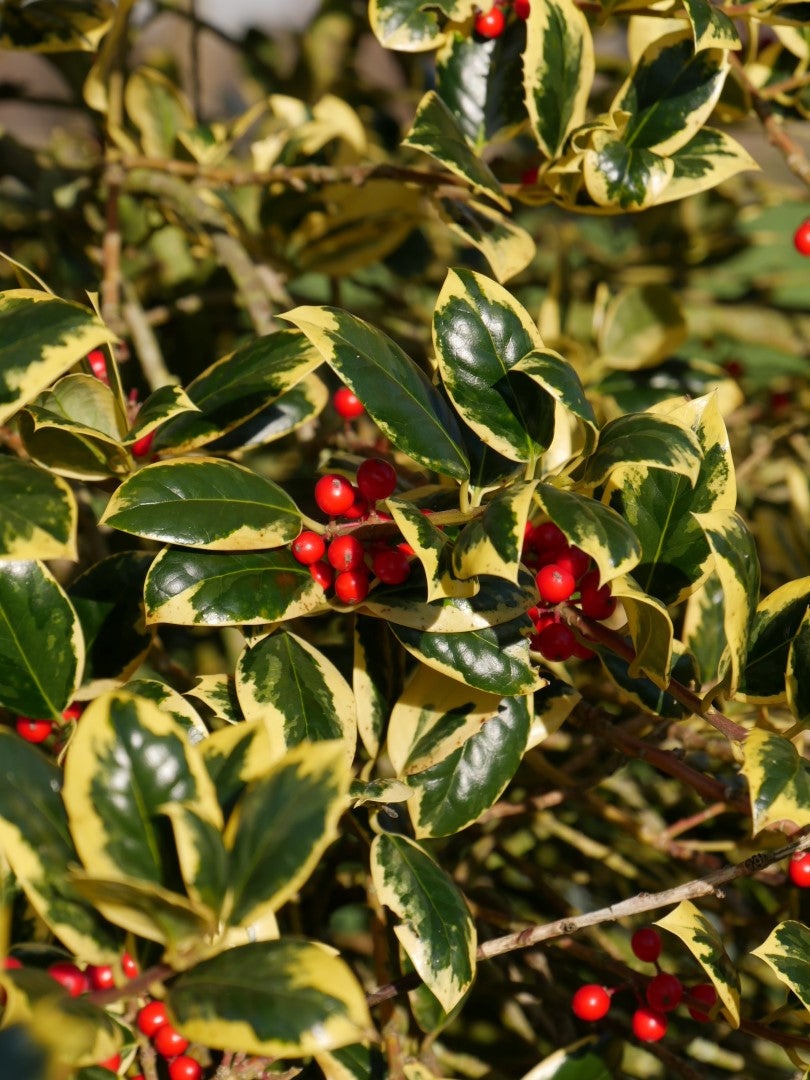 ILEX AGRIFOGLIO GOLDEN KING VASO 17CM