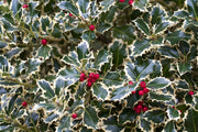 ILEX AGRIFOGLIO AQUIFOLIUM ARGENTEA MARGINATA VASO 12CM