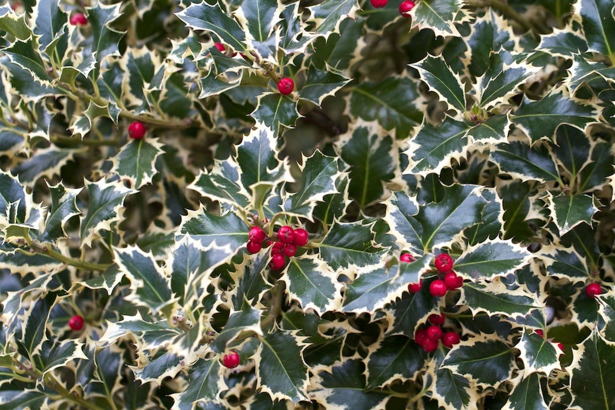 ILEX AGRIFOGLIO AQUIFOLIUM ARGENTEA MARGINATA VASO 12CM