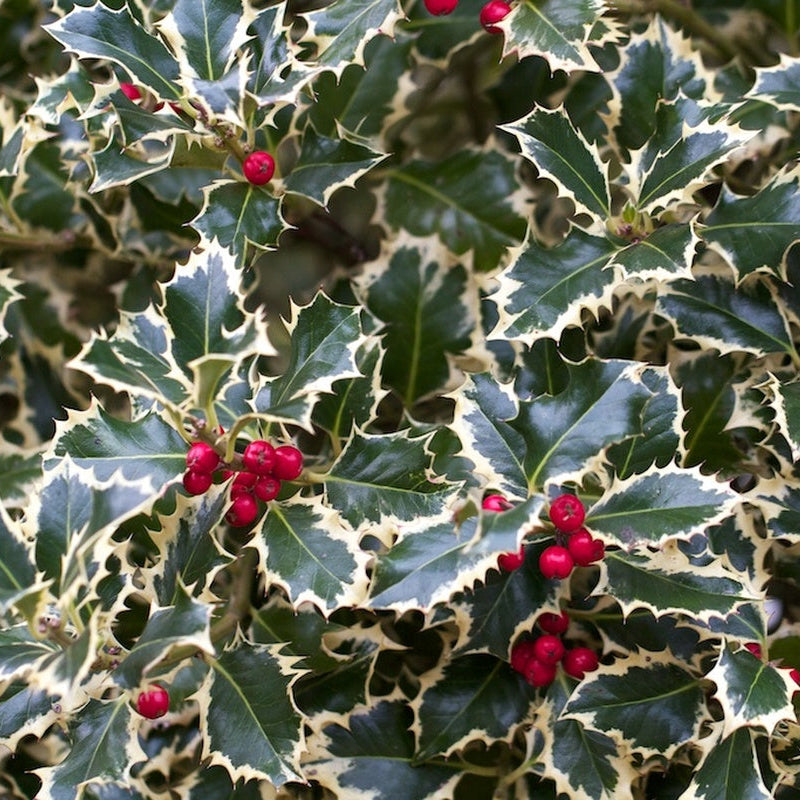 ILEX AGRIFOGLIO AQUIFOLIUM ARGENTEA MARGINATA VASO 12CM
