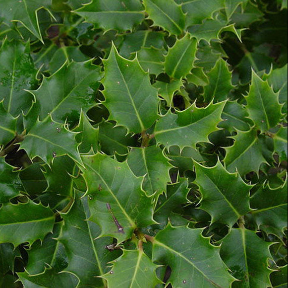 ILEX AQUIFOLIUM IN VASO DA 17CM