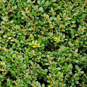 Ilex Crenata Convexa Stokes in vaso da 7-8-9cm