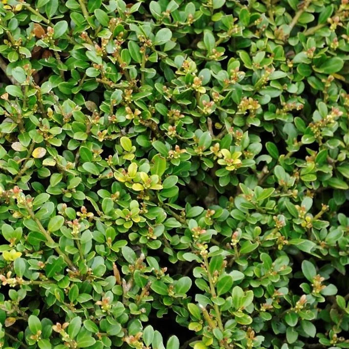 Ilex Crenata Convexa Stokes in vaso da 7-8-9cm