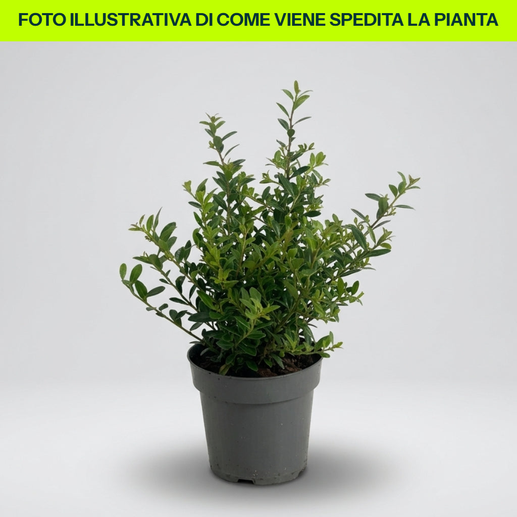 Ilex Crenata Convexa Stokes in vaso da 7-8-9cm