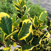 ILEX GOLDEN KING IN VASO DA 17CM