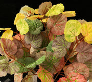 MAZZO GERANIO COLORATO ARTIFICIALE PER COMPOSIZIONI COLORE A SCELTA 40CM