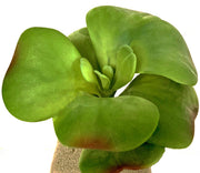 SUCCULENTA ARTIFICIALE PER COMPOSIZIONI 20CM