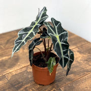ALOCASIA POLLY ORECCHIE DA ELEFANTE VASO 12CM