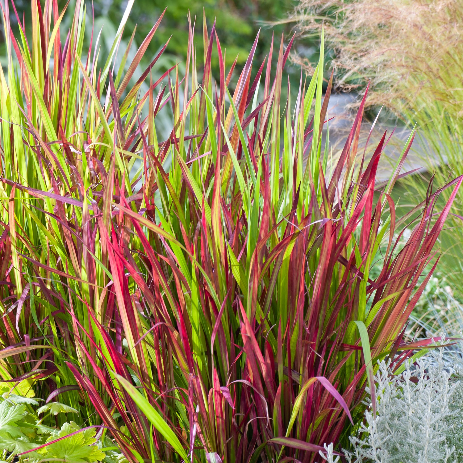 IMPERATA VASO 14CM