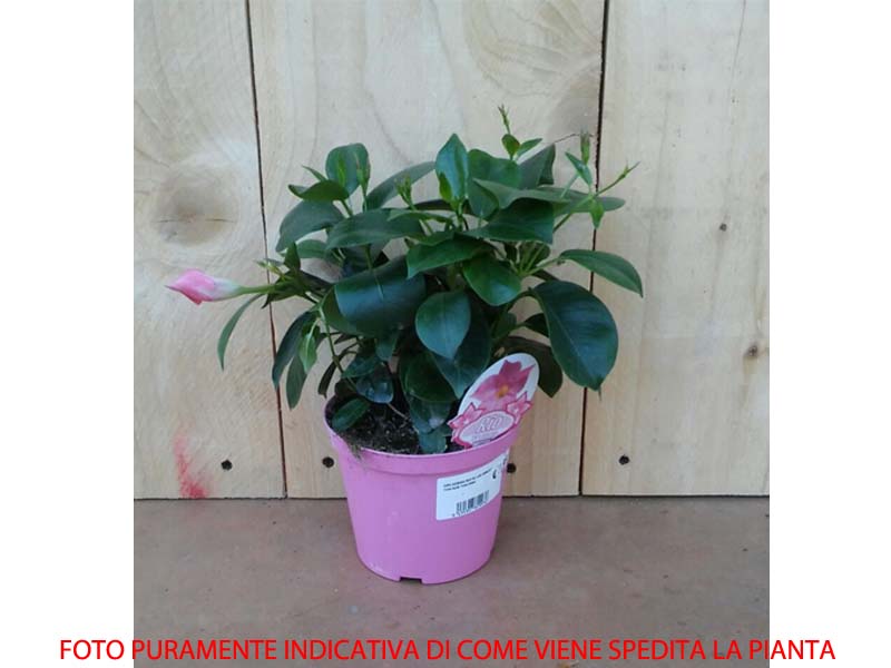 6 PIANTE DI DIPLADENIA BIANCA VASO 14CM