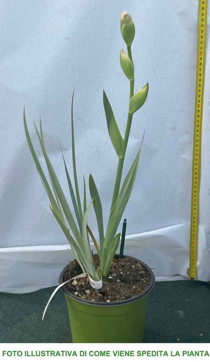 IRIS GERMANICA BABBELING BROOK IN VASO 17CM