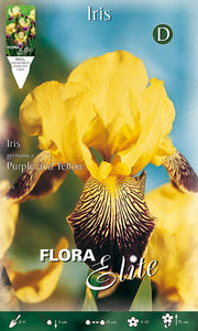 IRIS GERMANICA JAUNE ET VIOLET (PAQUET DE 1 BULBE)