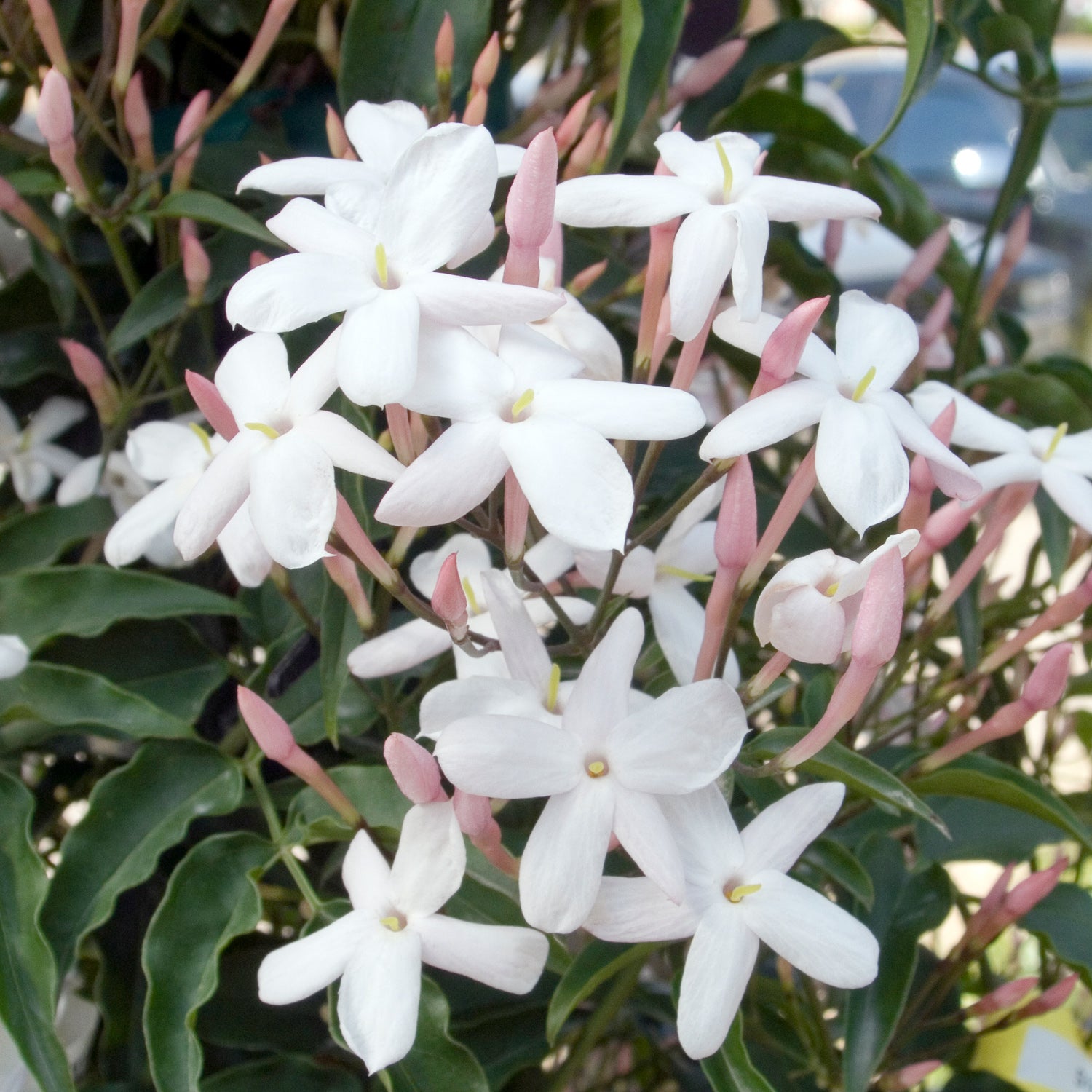 JASMINUM POLYANTHUM GELSOMINO MARZOLINO VASO 17CM