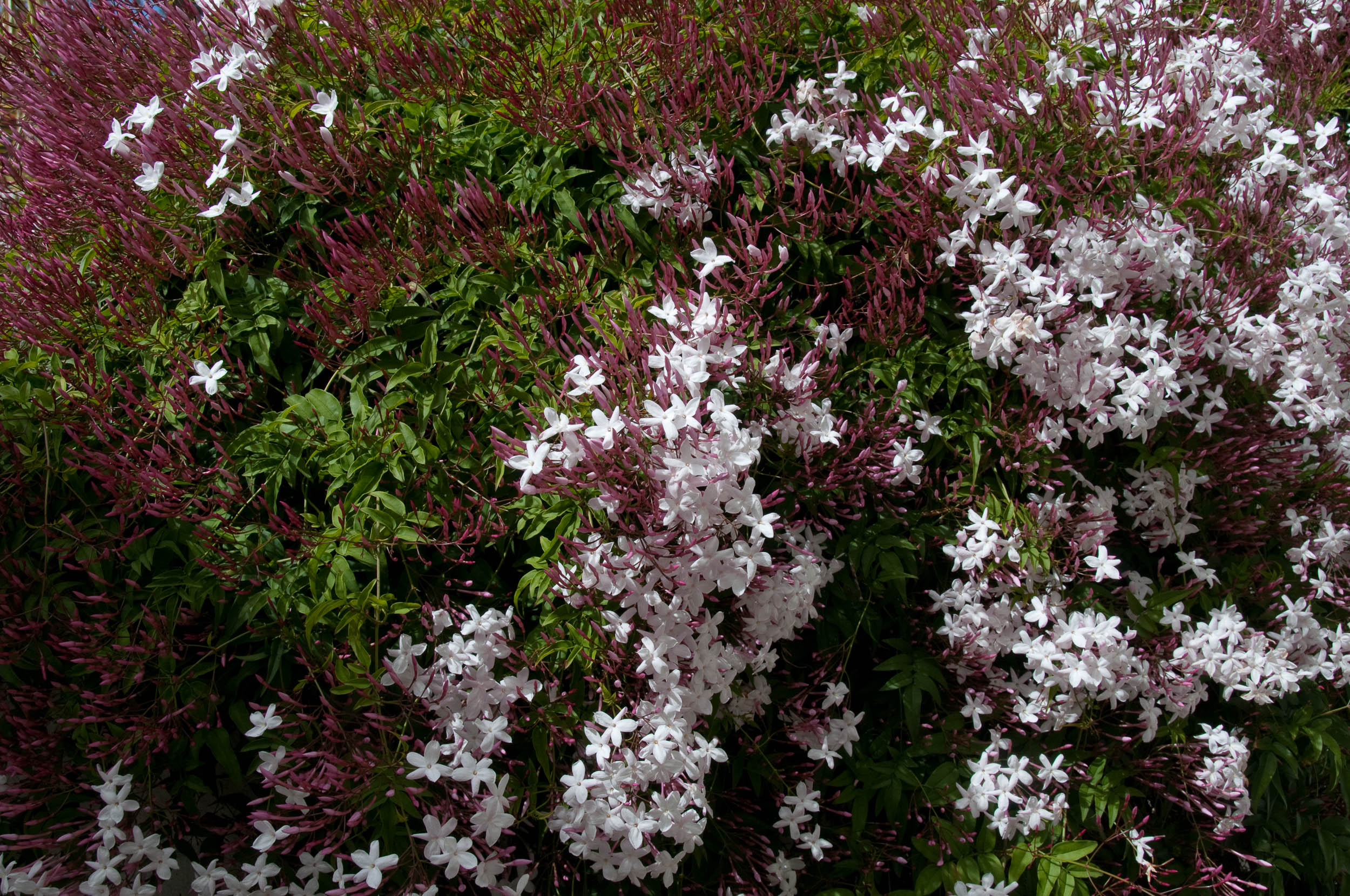 JASMINUM POLYANTHUM GELSOMINO MARZOLINO VASO 12CM