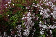 JASMINUM POLYANTHUM GELSOMINO VASO 17CM