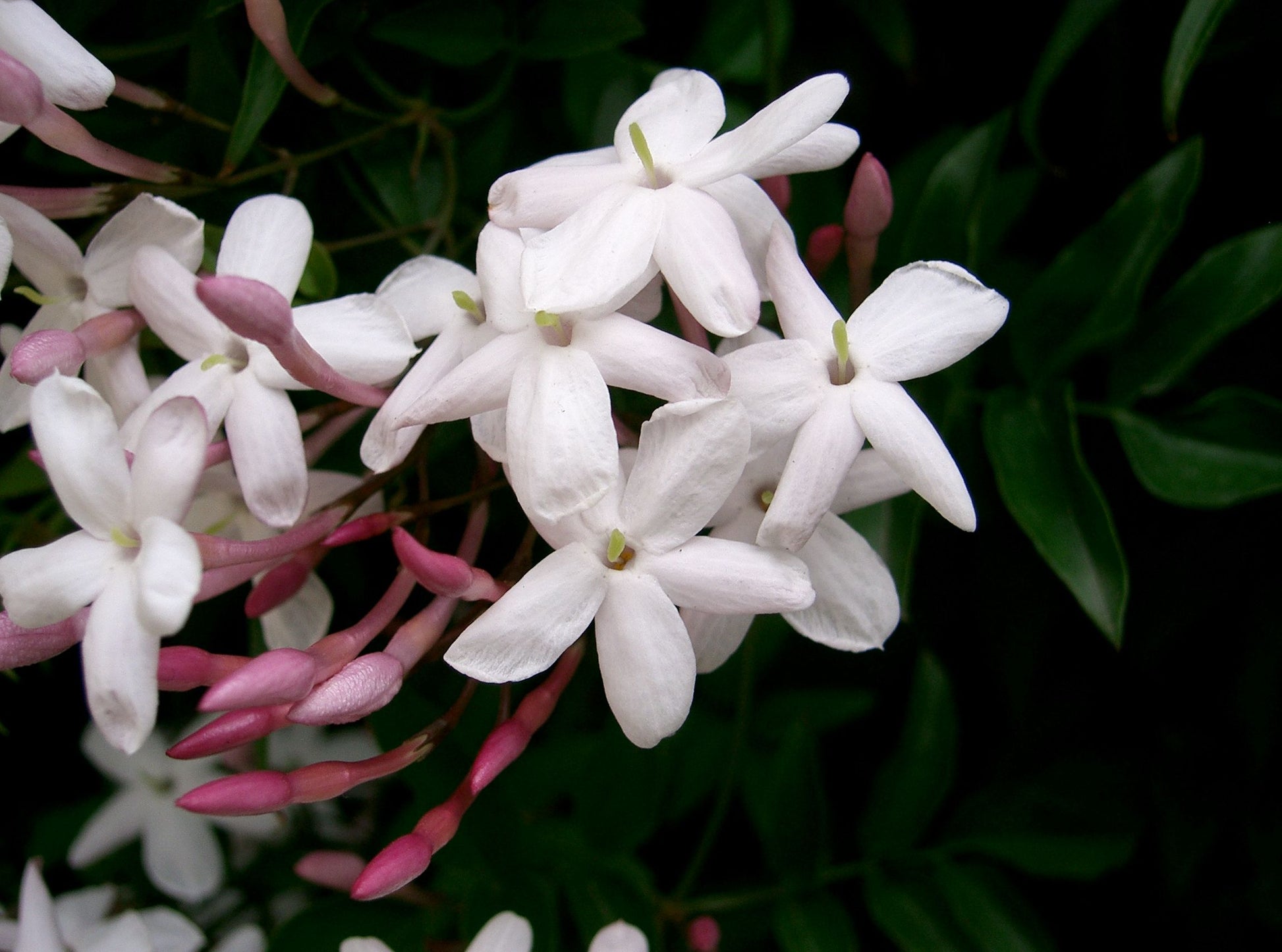 JASMINUM POLYANTHUM GELSOMINO VASO 12CM