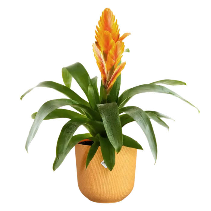 VASO JAZZ ROUND Ø16XH15CM GIALLO AMBRA