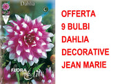 OFFERTA 9 BULBI DI DAHLIA DECORATIVE JEAN MARIE