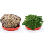 ROSA DI JERICHO (1 PIANTA)