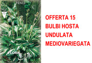 OFFERTA 15 BULBI HOSTA UNDULATA MEDIOVARIEGATA