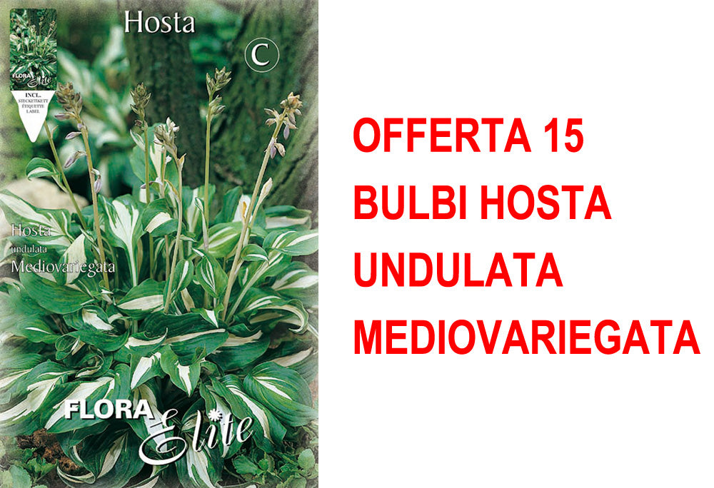 OFFERTA 15 BULBI HOSTA UNDULATA MEDIOVARIEGATA
