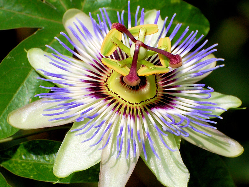 PASSIFLORA CAERULEA IN VASO 15CM