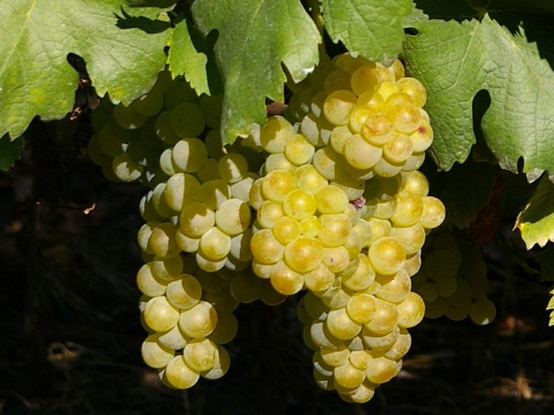 UVA MOSCATO GIALLO VASO 18CM