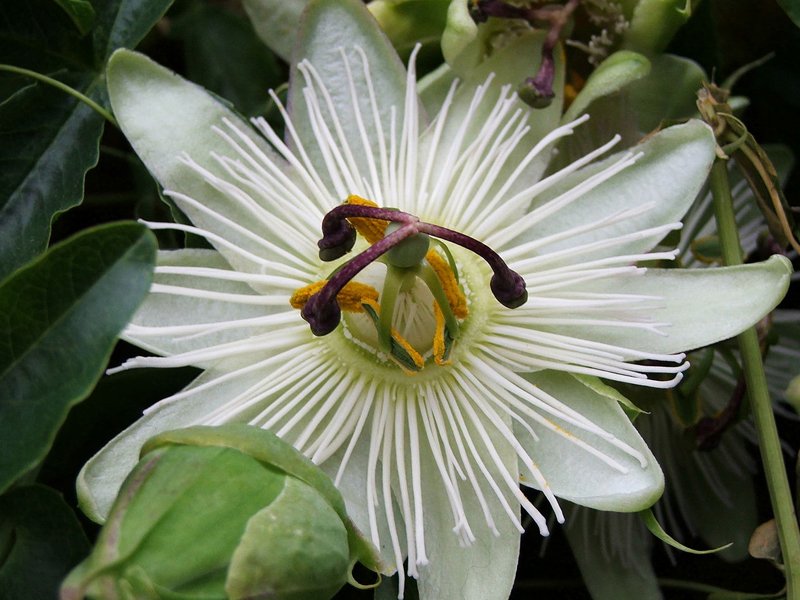 PASSIFLORA CONSTANCE ELLIOT VASO 17CM