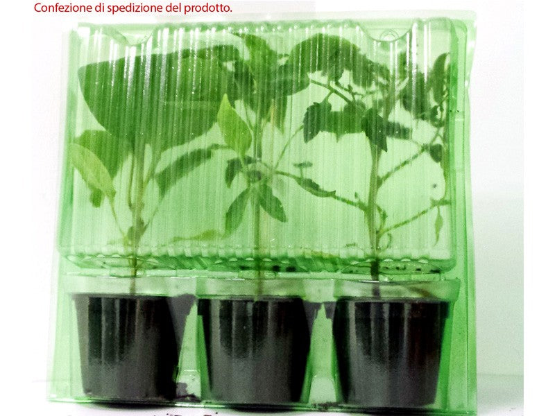 3 PIANTE IN VASO Ø10CM DI POMODORO COSTOLUTO FIORENTINO NOVOLI
