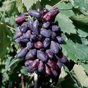 UVA PIZZUTELLO NERO IN VASO 18CM