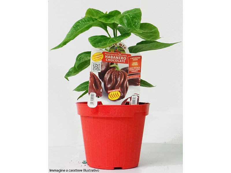 PIANTA DI PEPERONCINO MAZZETTI ROSSO ETNA (IN VASO Ø 14CM)