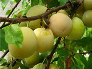 SUSINO REGINA CLAUDIA GIALLA (1 PIANTA)