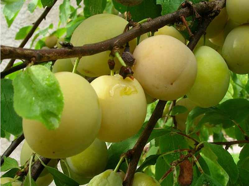 SUSINO REGINA CLAUDIA GIALLA (1 PIANTA)