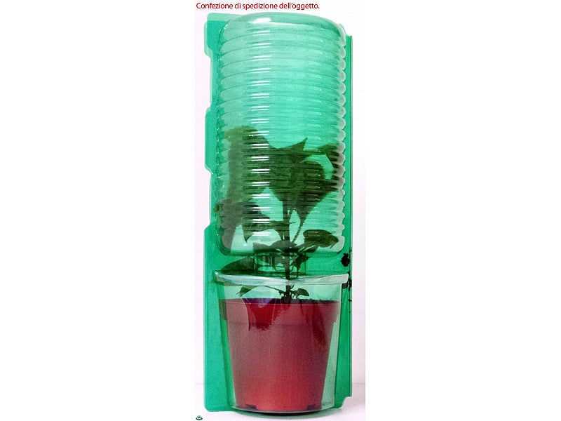 PIANTA DI PEPERONCINO FATALII GIALLO (IN VASO Ø 14CM)
