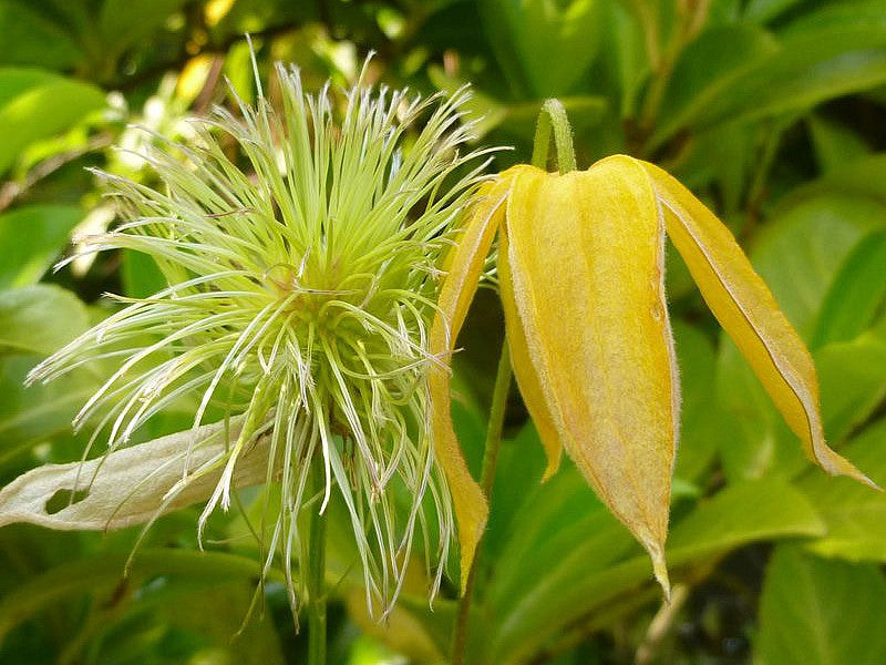 CLEMATIS TIBETANA  TANGUSTICA BIL VASO 16CM
