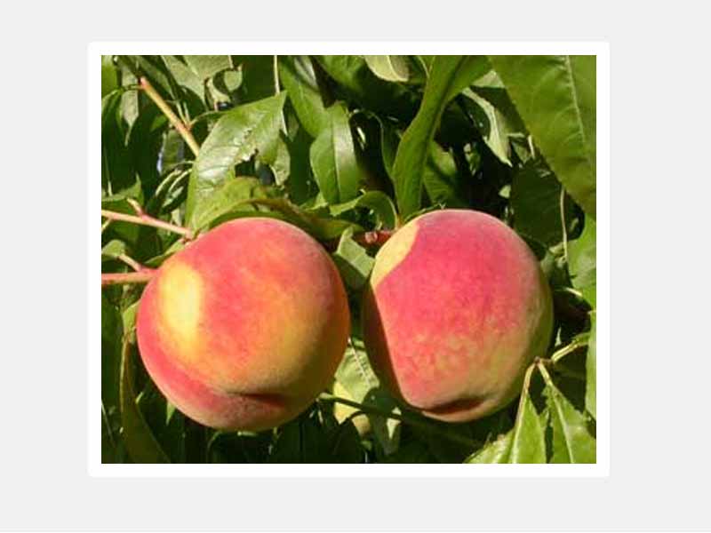 PESCO MICHELINI (1 PIANTA)