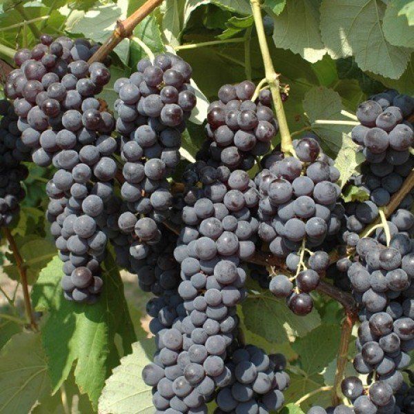 UVA DA TAVOLA FRAGOLA NERA IN VASO 12CM