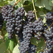 UVA FRAGOLA NERA VASO 2 LT