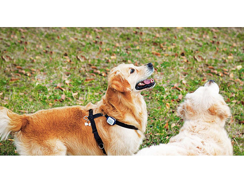 KIPPY RILEVATORE GPS PER CANI E GATTI